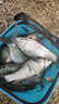 南北 幸運(yùn)7土鯪魚餌專攻廣東鯪魚野釣統(tǒng)殺土凌麥鯪魚料小藥打窩魚餌料 南北免冰赤尾青【100克*1袋】 曬單實(shí)拍圖