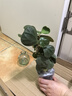 愛你一萬年禪意水培發(fā)財(cái)樹辦公室內(nèi)盆栽花卉植物四季好養(yǎng)招財(cái)富貴荷花竹 小盼菩提—中式煙綠瓶—紫砂托盤 曬單實(shí)拍圖