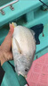 伊酷達（ECOODA）虹道二代實(shí)心竿稍輕型小船竿 海釣筏竿近海船釣竿 漁排釣底放流竿 30號1.88米槍柄（負荷20-80#） 曬單實(shí)拍圖