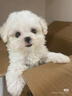 比熊幼犬純種比熊韓系比熊小體長不大茶杯犬飛耳比熊小型犬活體狗 寵物級 曬單實拍圖