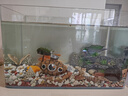 高清熱彎玻璃魚缸 透明家庭一體客廳桌面水草缸龜缸生態(tài)溪流 高清熱彎魚缸40*24*25cm 曬單實(shí)拍圖