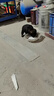 旺園興寵物狗中華田園犬看家護(hù)院混血土狗寵物犬活體黑狗 田園級(jí) 黑狗 公 曬單實(shí)拍圖