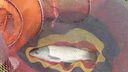 鄧剛推薦綁好的魚(yú)鉤線組主線成品主線組魚(yú)線套裝釣魚(yú)線組全套漁具大全用品 2.7M【精綁雙鉤插漂即釣】10卷 1.0主線/1.0子線/1號(hào)鉤 曬單實(shí)拍圖