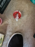 獵瑞電瓶修復(fù)液電動(dòng)車鉛酸電池補(bǔ)充液原液專超威天能蓄電池電解液通用 1瓶+【工具】 曬單實(shí)拍圖