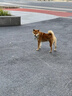 威頓【美國MFI認(rèn)證】適用于蘋果AirTag定位器gps追蹤汽車跟蹤兒童老人寵物防丟器iPhone正品防丟失神器 【AirTag丨白保護(hù)套*1】全球精準(zhǔn)定位 查找APP即連即用丨續(xù)航一整年 曬單實拍圖