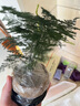 八芽文竹盆栽植物室內(nèi)客廳中式禪意盆景好養(yǎng)綠植辦公室擺件創(chuàng)意花卉 蓮花盆文竹（帶密胺托） 帶盆栽好 曬單實(shí)拍圖