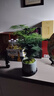 幼薇文竹盆栽植物室內綠化四季迷你辦公室綠植擺件桌面好養創(chuàng  )意小盆景 文竹+錦繡山河陶瓷盆+圓形底盤(pán) 帶盆栽好 曬單實(shí)拍圖
