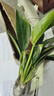 金鉆盆栽植物水培綠植花卉多肉辦公室內去吸除甲醛鉑金鉆綠公主 金鉆綠（25-35cm）3顆不含瓶 曬單實(shí)拍圖