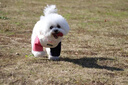 MIKI PAD寵物狗狗衣服夏季薄款透氣T恤小型犬幼犬貓咪衣服泰迪比熊雪納瑞 粉色小狗燙畫【棉質(zhì)護(hù)肚】 S胸圍37cm（建議4-6斤） 曬單實(shí)拍圖