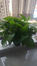 綠蘿盆栽室內(nèi)植物新房家用吸除甲醛凈化空氣水培綠植花卉長(zhǎng)藤綠蘿 120#加侖盆自吸水【4盆】+5包肥 曬單實(shí)拍圖