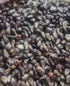 葡萄籽正宗中藥材新疆吐魯番葡萄籽葡萄子新鮮干貨泡茶泡水喝500g 【精選品質(zhì)】葡萄籽250g 曬單實(shí)拍圖