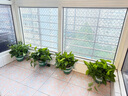 雙盟綠蘿盆栽除甲醛花卉綠植辦公室新房凈化空氣180加侖4盆裝源頭直發(fā) 曬單實(shí)拍圖