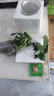 綠公主盆栽懶人水培植物大葉金鉆盆栽室內(nèi)綠植盆栽懶水培花卉四季 金鉆綠公主帶玻璃瓶 曬單實(shí)拍圖