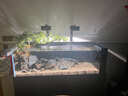 喜尊二代硝化細菌魚(yú)缸養魚(yú)用消化細菌水族凈水劑水質(zhì)穩定劑硝化菌淡海 二代硝化細菌360ml 曬單實(shí)拍圖