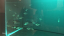 云峰海瑞 小型熱帶魚觀賞魚活體紅綠燈魚淡水水族魚寵物虎(四間魚)皮魚 虎(四間魚)皮魚20條 曬單實(shí)拍圖