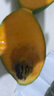 四川攀枝花凱特芒果當季新鮮大青皮芒果熱帶水果 9斤帶箱凈重8.5斤 單果300g起 曬單實(shí)拍圖