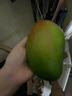 閩農(nóng)語果凱特芒果當(dāng)季新鮮水果時(shí)令芒果鮮甜多汁四川攀枝花水果青皮凱特芒 5斤 | 單果450g+ | 凈重4.5斤 【新鮮凱特芒】 曬單實(shí)拍圖