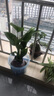 老樁龜背竹水培植物鴨腳木天堂鳥懶人大葉除甲醛辦公室內(nèi)好養(yǎng)綠植 天堂鳥5株（不含瓶） 曬單實拍圖
