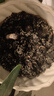 灌湘鳥金娃娃吊蘭大花重瓣濃香型金邊吊蘭花卉綠植四季可種植盆栽易活 紅色【開花香滿屋】 精選5顆種球【開花爆盆+包成活】送肥【發(fā)種球不是苗 曬單實(shí)拍圖