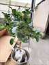 藝萱香水檸檬樹(shù)樹(shù)苗大樹(shù)綠植室內(nèi)大型四季好養(yǎng)客廳綠植檸檬樹(shù)盆栽帶果 檸檬樹(shù)高0.4-0.5米+簡(jiǎn)易盆【帶花或帶果】 40cm(含)-50cm(不含) 曬單實(shí)拍圖