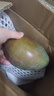 【新鮮上市】正宗攀枝花凱特芒果新鮮水果 帶箱2斤200g+ 曬單實(shí)拍圖