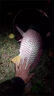 海藻絲水母狀態(tài)粉水拉餌野釣溪流羅非魚餌料紅蟲伴侶拉絲粉增粘劑 提純超細(xì)水母粉狀態(tài)餌【1瓶】 拉大小米魚餌添加劑拉大球釣餌 曬單實(shí)拍圖
