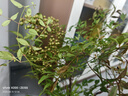 臨雅水培植物九里香盆栽桌面驅(qū)蚊綠植室內(nèi)茉莉鮮花水養(yǎng)花卉懶人四季開(kāi) 【A級(jí)大冠幅】南天竹60-80cm【買(mǎi)一送一】 曬單實(shí)拍圖