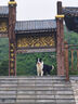 卡露詩(shī)（calus）寵物狗狗沐浴露成幼犬通用除臭洗澡液香波邊牧犬專(zhuān)用定制520ml 曬單實(shí)拍圖