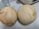 山東貝亞芮果蔬東方蜜甜瓜香瓜新上市當季新鮮水果蜜瓜 3-3.5斤 曬單實拍圖