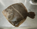 鮮活多寶魚450-550g/條 曬單實(shí)拍圖