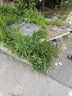 德馬哈電動(dòng)割草機家用小型除草機充電式草坪鋰電池打草機神器工具 一體無(wú)刷電機【7.5AH】二電一充 曬單實(shí)拍圖