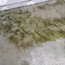 發(fā)科達(dá) 景觀水池青苔清除片1000g庭院噴泉地面去綠苔蘚水藻微生物清除劑 1000g*1瓶 曬單實(shí)拍圖