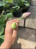 小潔巴適荷花種根苗盆栽水養觀(guān)賞荷花種藕苗碗蓮花種籽子水培植物室內好養 精選荷花苗【粉葵花】4株裝/下單送水溶肥 不含盆 曬單實(shí)拍圖