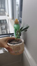 種花迷不死鳥錦多肉植物盆栽室內(nèi)植物新手綠植 不死鳥錦單頭(冠幅 4 玉吊鐘錦單頭(高 4-5cm)* 曬單實(shí)拍圖
