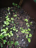 北蔬奶油快菜種子苗夏秋季小白菜蔬菜籽 卓脆速生奶油快菜種子約500粒 曬單實(shí)拍圖