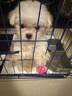寵夢幻比熊幼犬純種寵物狗狗卷毛寵物狗茶杯犬韓系比熊小型犬家養(yǎng) 寵物級 曬單實拍圖