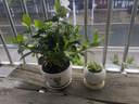 意軒 【帶花苞】陽(yáng)臺室內盆栽花卉梔子花樹(shù)苗大葉綠植四季開(kāi)花枝子花 3年苗【帶花苞】 不含盆 曬單實(shí)拍圖