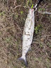 云飛魚(yú)線組釣魚(yú)線套裝全套純進(jìn)口魚(yú)線主線成品尼龍線組強(qiáng)拉力魚(yú)線 2.7米八字環(huán)【一盒 兩卷裝】 0.8【3斤左右】 曬單實(shí)拍圖