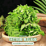 樹(shù)仔菜新鮮潮汕菜五指山野菜當季天綠涼拌菜酒樓食材特色蔬菜包郵 500g 曬單實(shí)拍圖