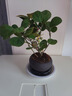 中夢(mèng)  小盼菩提樹盆栽帶果植物禪意擺件室內(nèi)花辦公室綠植盆景客廳好養(yǎng) 小盼菩提+舍得陶瓷盆+復(fù)古托盤 曬單實(shí)拍圖