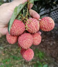 壹萌果蔬廣東茂名桂味荔枝【順豐多地次日達(dá)】凍眠荔枝水果中秋送禮盒 9斤SS+老樹果【甜度爆炸】凈8斤 曬單實(shí)拍圖