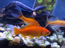 森森（SUNSUN）耀藍魚缸壁掛式過濾器外置小型過濾桶凈水過濾循環(huán)系統(tǒng)YBG-300 曬單實拍圖