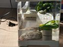Barbarous Growth生態(tài)烏龜缸造景全套客廳家用曬臺養(yǎng)龜專用飼養(yǎng)箱 三合一大號套裝 曬單實拍圖