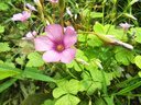 史努比兒童褲子2件裝純棉防蚊褲夏季女童薄款運(yùn)動(dòng)休閑褲新款束腳長褲 米白 彩色貝兒X+皮粉 伸爪努比X 120 曬單實(shí)拍圖