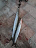 畫(huà)紀海釣鐵板鉤路亞鋼絲單雙鉤夜光亮絲鲅魚(yú)鉤快抽慢搖海釣巨大物馬鮫 鐵板雙鉤2/0#  4付8鉤 /盒 曬單實(shí)拍圖