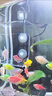 爬將軍魚(yú)缸喂食器魚(yú)食投喂器養(yǎng)育神器小魚(yú)防飄散喂食器魚(yú)缸自動(dòng)喂食器 升級(jí)版喂食器 曬單實(shí)拍圖