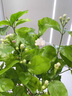 京悠雨茉莉花水培植物盆栽辦公室內桌面好養鮮花綠植水養花卉驅蚊九里香 茉莉花6年苗10顆【花期帶花】 曬單實(shí)拍圖