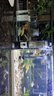 錦鯉魚(yú)活體觀賞魚(yú)活魚(yú)小型易養(yǎng)冷水淡水魚(yú)小魚(yú)苗錦鯉金魚(yú)好看錦鯉 10-12cm 六色錦鯉套餐6條 曬單實(shí)拍圖
