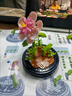 夢泡積木花束永生花積木立體小擺件七夕情人節(jié)送女生日禮物高顏值拼裝 芙蓉花 送展示罩+積木底座+氛圍燈光-DIY 曬單實拍圖