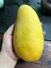橙小士海南三亞金煌芒新鮮水果水仙大芒果當季時(shí)令禮盒整箱 5斤大果【個(gè)大味美】品質(zhì)升級 曬單實(shí)拍圖